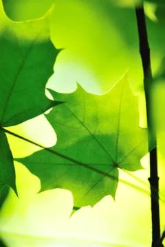 Maple leaves Stock Photos