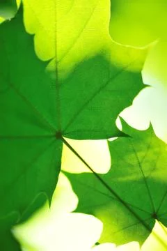 Maple leaves Stock Photos