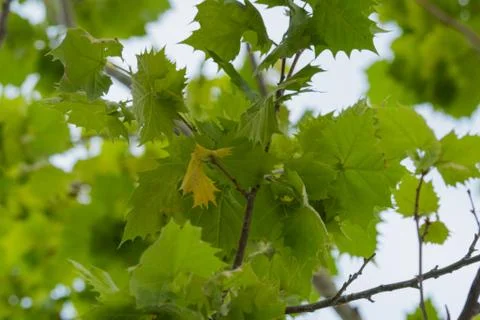Maple leaves Stock Photos