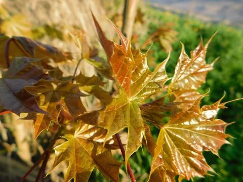 Maple leaves Stock Photos