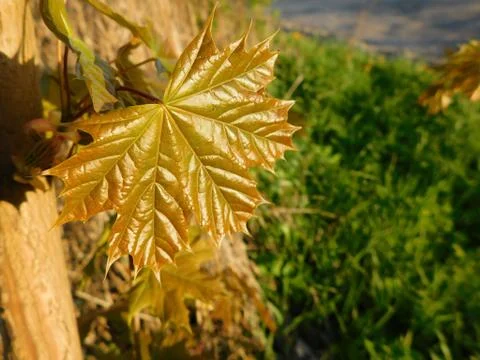 Maple leaves Stock Photos