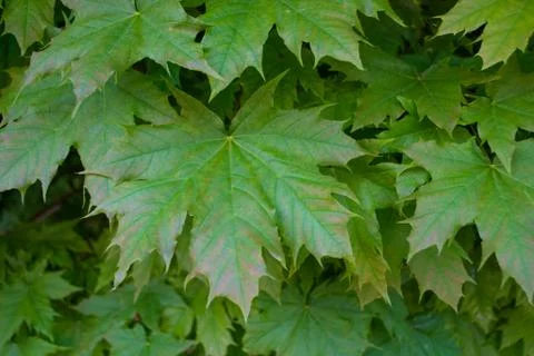 Maple leaves Stock Photos