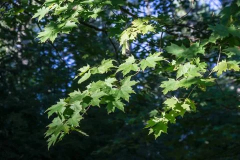 Maple Leaves Stock Photos