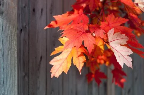 Maple leaves Stock Photos