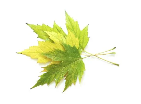 Maple leaves Stock Photos