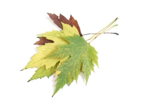 Maple leaves 스톡 사진