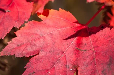Maple leaves Stock Photos