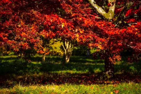 Maple leaves Stock Photos