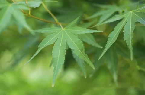 Maple leaves 스톡 사진