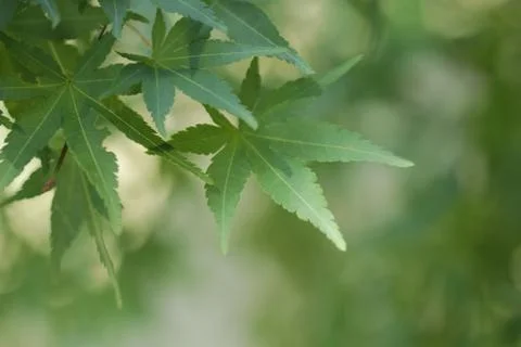 Maple leaves Stock Photos