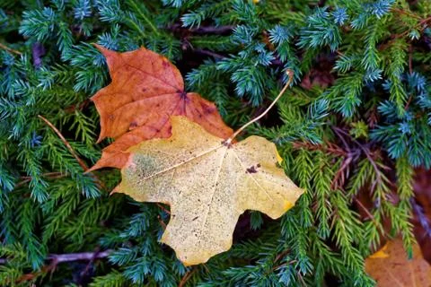Maple leaves Foto stock