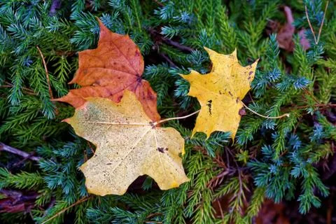 Maple leaves Stock Photos