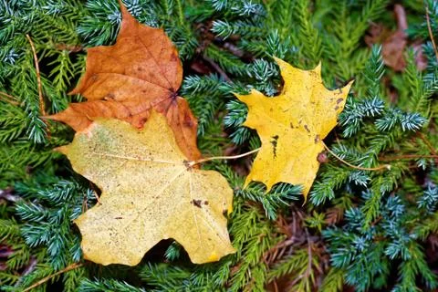 Maple leaves Stock Photos