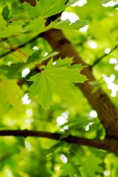 Maple leaves Stock Photos