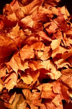 Maple leaves Stock Photos