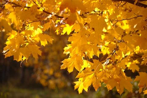 Maple Leaves Stock Photos