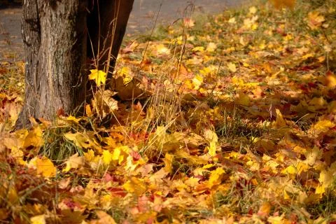 Maple Leaves Stock Photos