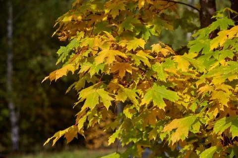 Maple Leaves Stock Photos