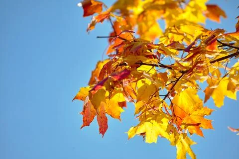 Maple Leaves Stock Photos