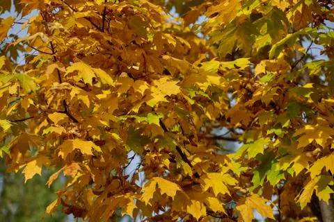 Maple Leaves Stock Photos