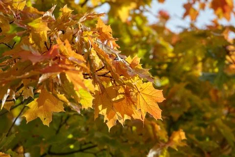 Maple Leaves Stock Photos