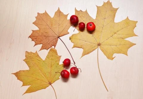 Maple leaves Stock Photos