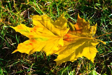 Maple leaves Stock Photos