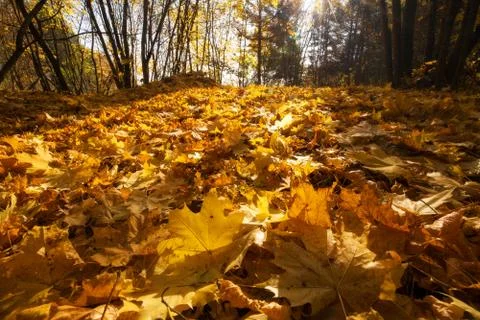 Maple leaves Foto stock
