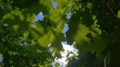 Maple leaves Foto stock