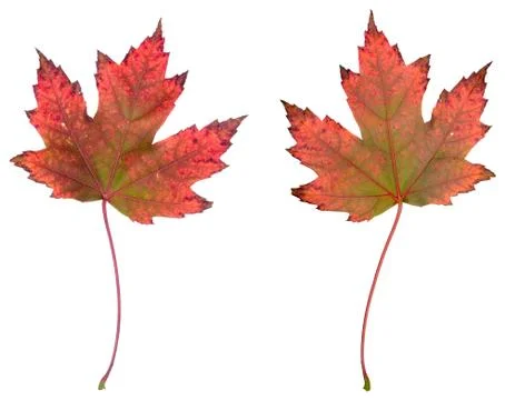 Maple leaves Stock Photos