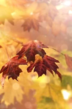 Maple Leaves Stock Photos