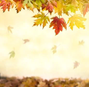 Maple Leaves Stock Photos