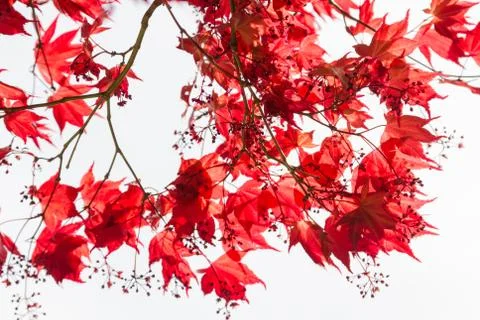 Maple Leaves Stock Photos