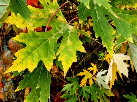 Maple leaves Stock Photos