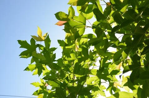 Maple leaves Stock Photos