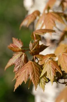 Maple Leaves Stock Photos