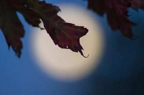 Maple leaves Foto stock