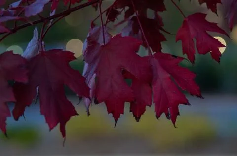 Maple leaves Stock Photos