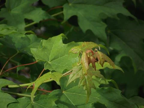 Maple leaves Stock Photos