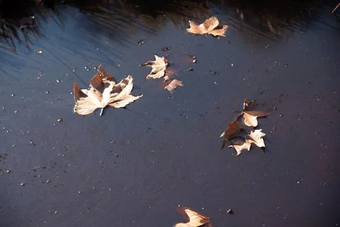 Maple leaves Stock Photos