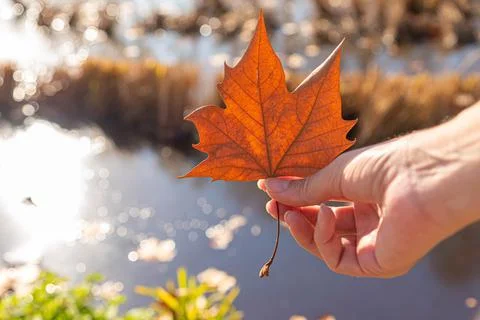 Maple leaves Stock Photos