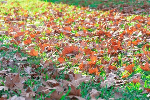 Maple leaves Stock Photos
