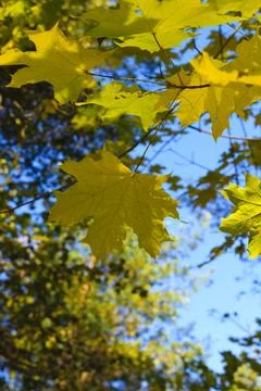 Maple leaves Stock Photos