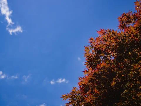 Maple Leaves Stock Photos