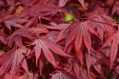 Maple leaves Stock Photos