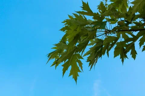 Maple leaves Stock Photos