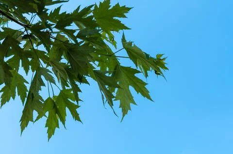 Maple leaves Stock Photos