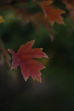 Maple leaves Stock Photos