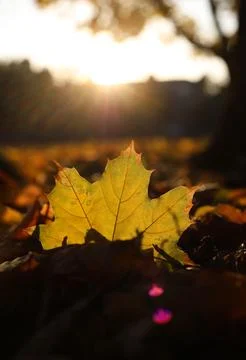 Maple leaves Stock Photos