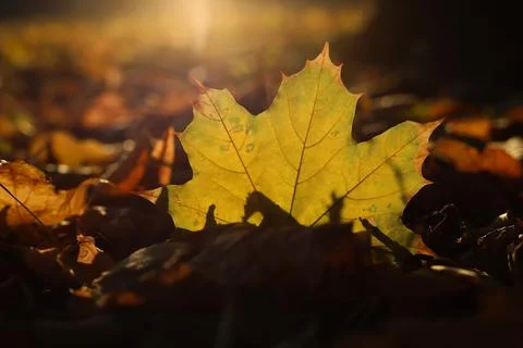 Maple leaves Stock Photos